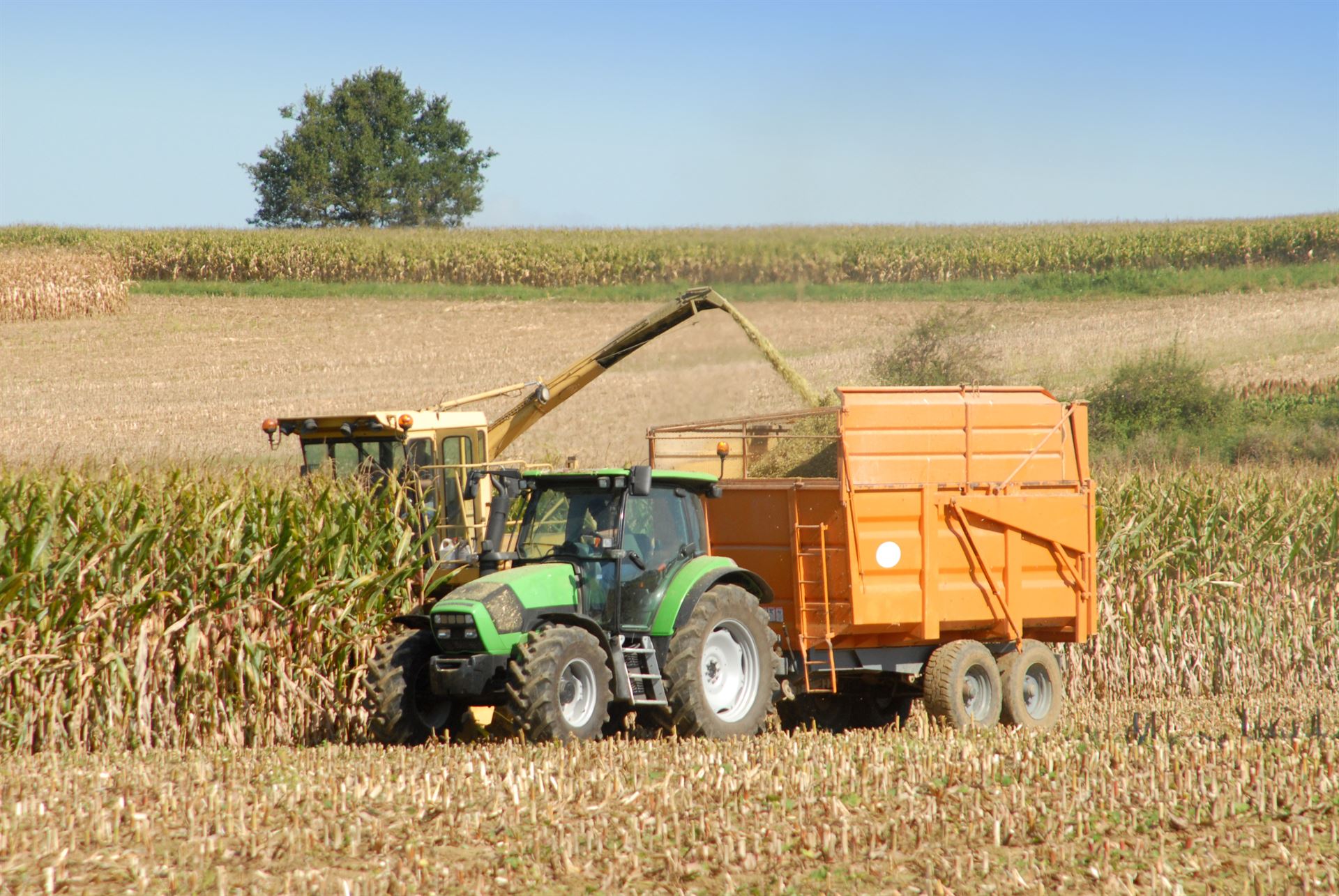 Ensilage de maïs dans le Grand-Est