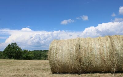 Vente de fourrage dans le Grand-Est : découvrez notre gamme de produits conventionnels et bio chez AgroNova